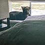 Duchess is registered to the contest to win money with this photo: cat, windowsill, indoor, blinds, furniture, bed, curiosity, light, shadow, pet, animal, resting, cozy, quiet, home, relaxing, window, looking_up, fur, domestic