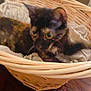 Duchess is registered to the contest to win money with this photo: alert, animal, basket, cat, closeup, cozy, curious, ears, eyes, fur, furniture, home, indoor, mammal, pet, resting, soft_fabric, tortoiseshell_cat, wooden_floor, woven_basket