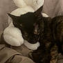 cat, tortoiseshell, stuffed_animal, bunny, plush_toy, sleeping, cozy, blanket, indoor, resting, pet, fur, cute, soft, animal, comfort, relaxation, nap, closeup, bed