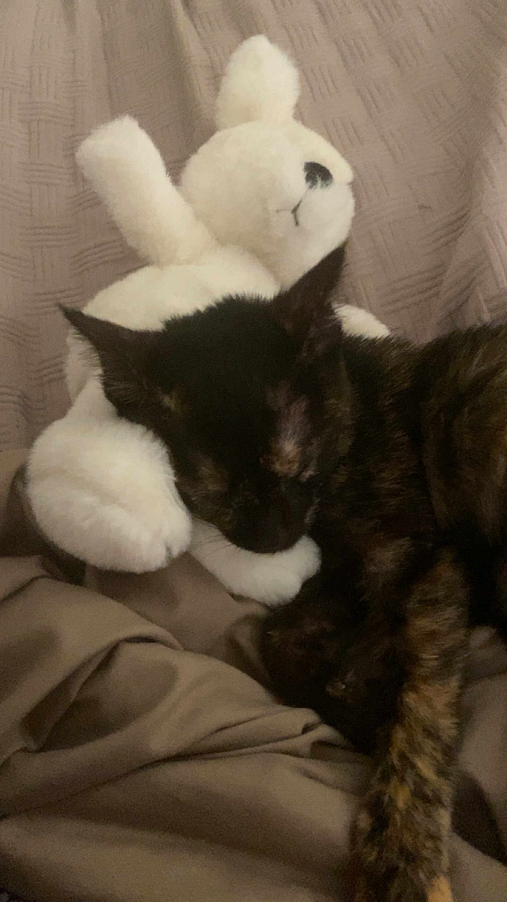 Duchess