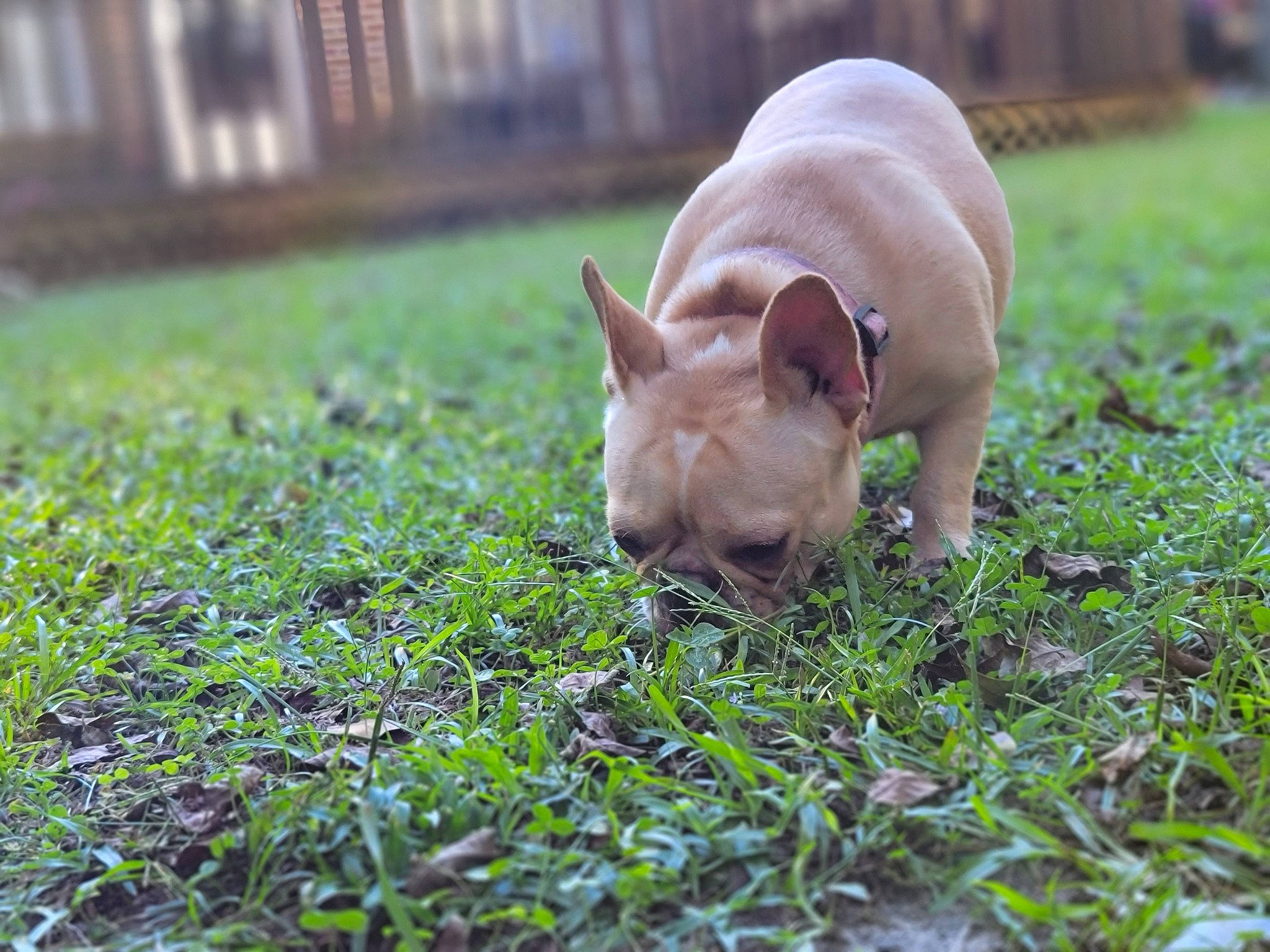 Honey Aka Butterscotch joined the competition — help win amazing prizes! bulldog, canidae, carnivore, companion_dog, dog, dog_breed, fawn, flooring, grass, groundcover, non_sporting_group, plant, snout, soil, sporting_group, tail, terrestrial_animal, toy_dog, wildlife