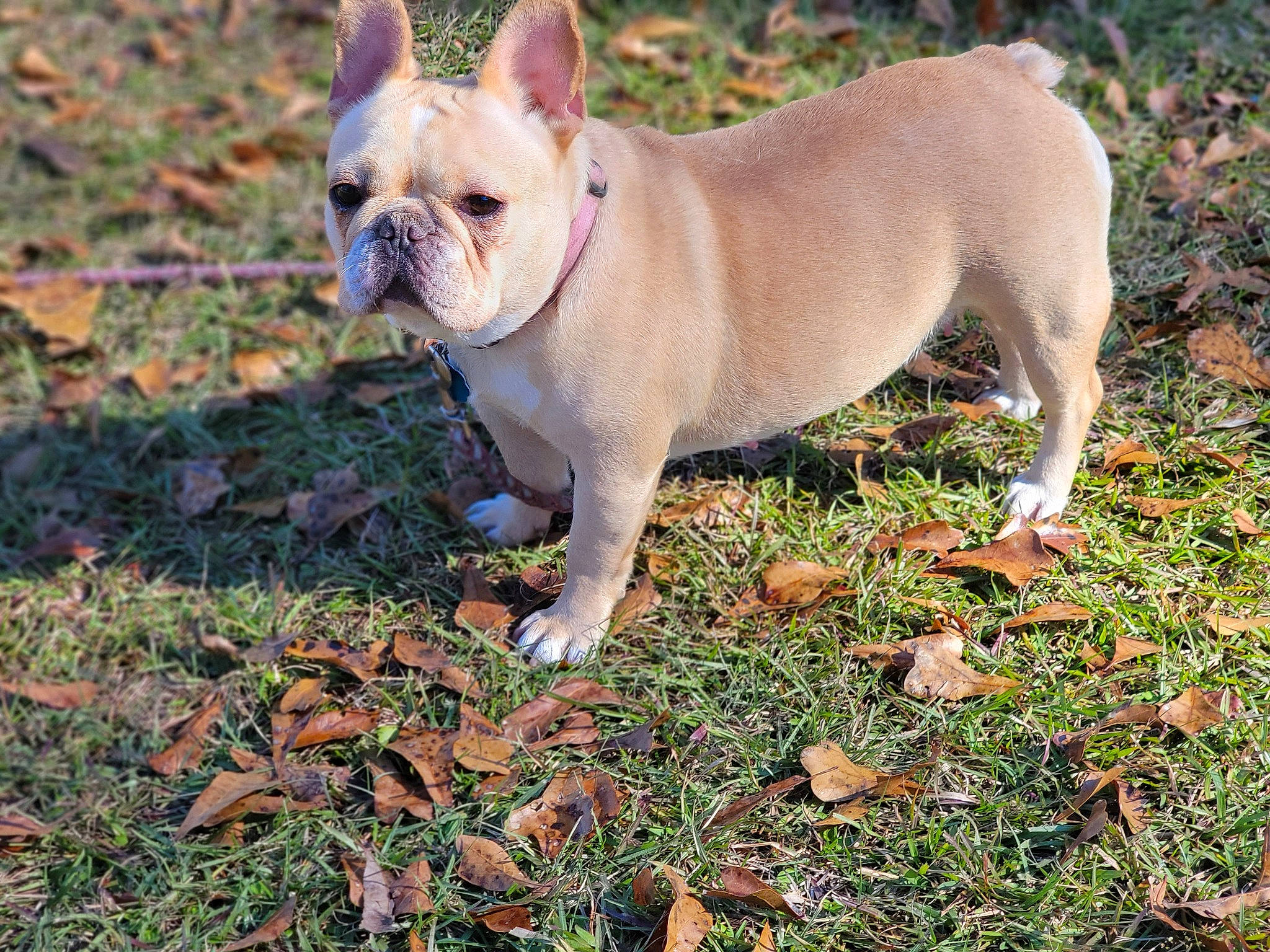 Honey Aka Butterscotch