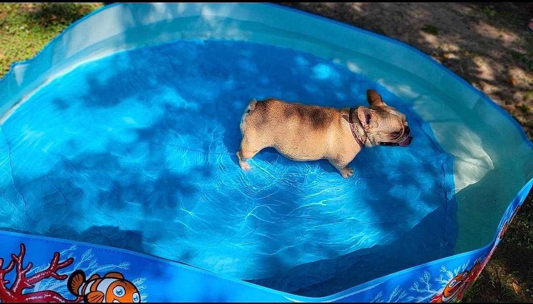 Honey Aka Butterscotch joined the competition — help win amazing prizes! bathing, blue, canidae, carnivore, companion_dog, corgi_chihuahua, dog, dog_breed, dog_supply, electric_blue, fawn, fun, grass, leisure, liquid, pug, recreation, tail, water, working_animal
