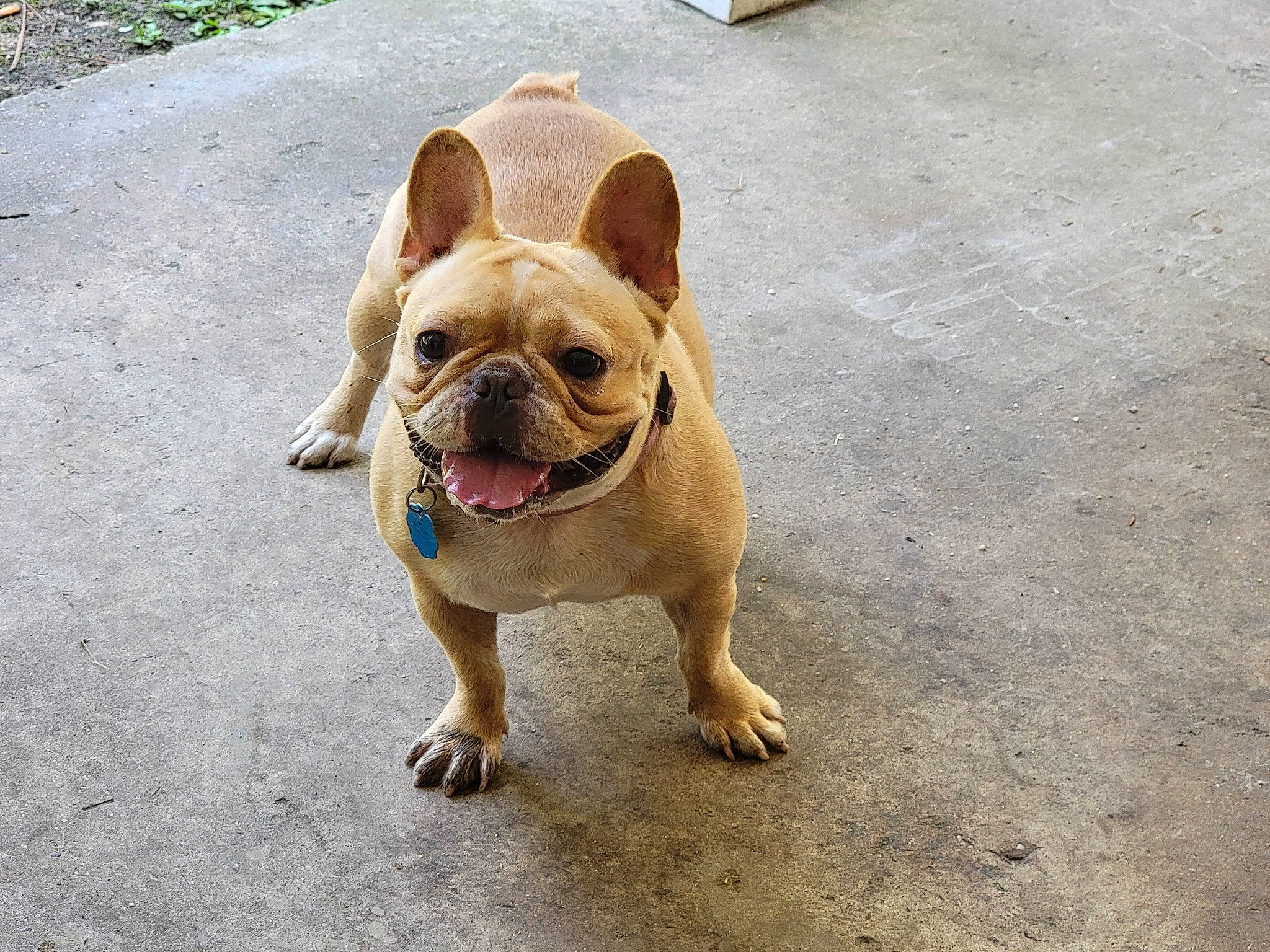 Honey Aka Butterscotch joined the competition — help win amazing prizes! bulldog, canidae, carnivore, collar, companion_dog, dog, dog_breed, dog_collar, fawn, flooring, grass, leash, non_sporting_group, road_surface, snout, sporting_group, terrestrial_animal, toy_dog, working_animal, wrinkle