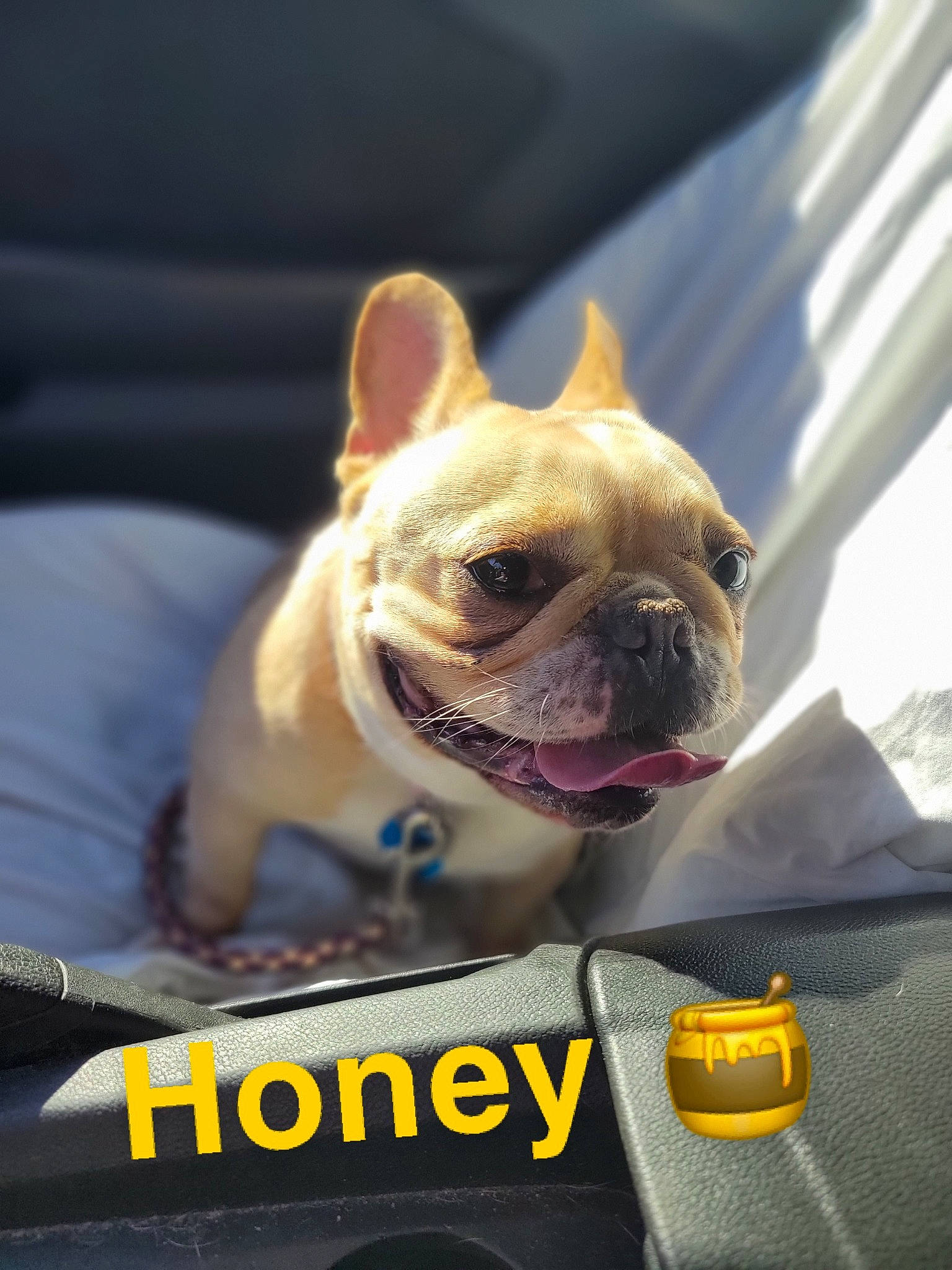 Honey Aka Butterscotch is registered to the contest to win money with this photo: bulldog, canidae, carnivore, collar, companion_dog, dessert, dog, dog_breed, dog_supply, fawn, leash, mammal, photo_caption, snout, sporting_group, terrestrial_animal, toy_dog, whiskers, working_animal, wrinkle