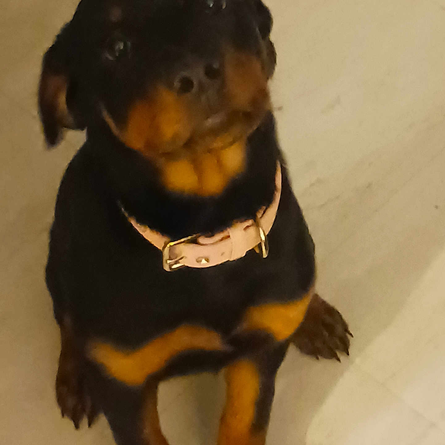 Lily joined the competition — help win amazing prizes! animal, black, brown, canine, collar, cute, dog, domestic_animal, ears, floor, fur, indoor, looking_up, mammal, paws, pet, puppy, rottweiler, sitting, young