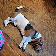 Grayson is registered to the contest to win money with this photo: animal, basset_hound, black, brown, canine, collar, cute, dog, domestic, ears, floor, indoor, laying_down, pet, relaxed, resting, sleeping, tricolor, white, wooden_floor