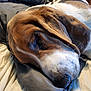 Grayson is registered to the contest to win money with this photo: animal, bed, brown_fur, canine, close_up, cozy, dog, domestic_animal, ear, fur_texture, indoors, lying_down, pet, pillow, relaxed, resting, sleeping, snout, soft, white_fur