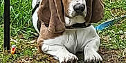 Grayson is registered to the contest to win money with this photo: animal, basset_hound, brown, canine, collar, cute, dog, ears, face, fur, grass, ground, leash, lying_down, nature, outdoor, paws, pet, snout, white