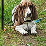 animal, basset_hound, brown, canine, collar, cute, dog, ears, face, fur, grass, ground, leash, lying_down, nature, outdoor, paws, pet, snout, white