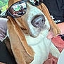 dog, basset_hound, sunglasses, pet, reflection, person, car_interior, seated, close_up, brown_and_white, long_ears, casual, human_hand, window, daylight, relaxed, cute, companion, indoor, portrait