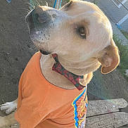 Bud joined the competition — help win amazing prizes! animal, bench, bow_tie, brown, canine, collar, curious, cute, dog, domestic_animal, fence, leash, orange_tshirt, outdoor, pet, portrait, sitting, sunlight, wood, yard