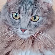 Mila participe au concours pour gagner de l'argent avec cette photo : cat, fluffy, gray, yellow_eyes, whiskers, close_up, portrait, feline, pet, indoor, soft_fur, cute, animal, mammal, face, looking, alert, friendly, domestic_cat, ears