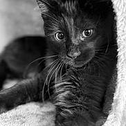 Berlioz joined the competition — help win amazing prizes! black_cat, cat, pet, animal, whiskers, close_up, black_and_white, feline, cute, soft_texture, indoor, portrait, relaxed, curious, eyes, fur, resting, cozy, young_cat, domestic_cat