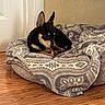 Willow joined the competition — help win amazing prizes! animal, black_dog, blanket, chewing, cozy, cute, dog, domestic_pet, ears_up, floor, focused, home, indoor, pet_bed, relaxed, small_dog, tan_dog, treat, wall, wooden_floor