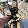 Willow joined the competition — help win amazing prizes! black_and_tan, chair, closeup, curious, cushion, cute, dog, ears, grass, lap, looking, outdoor, person, pet, plants, porch, potted_plants, puppy, wooden_floor, young_dog