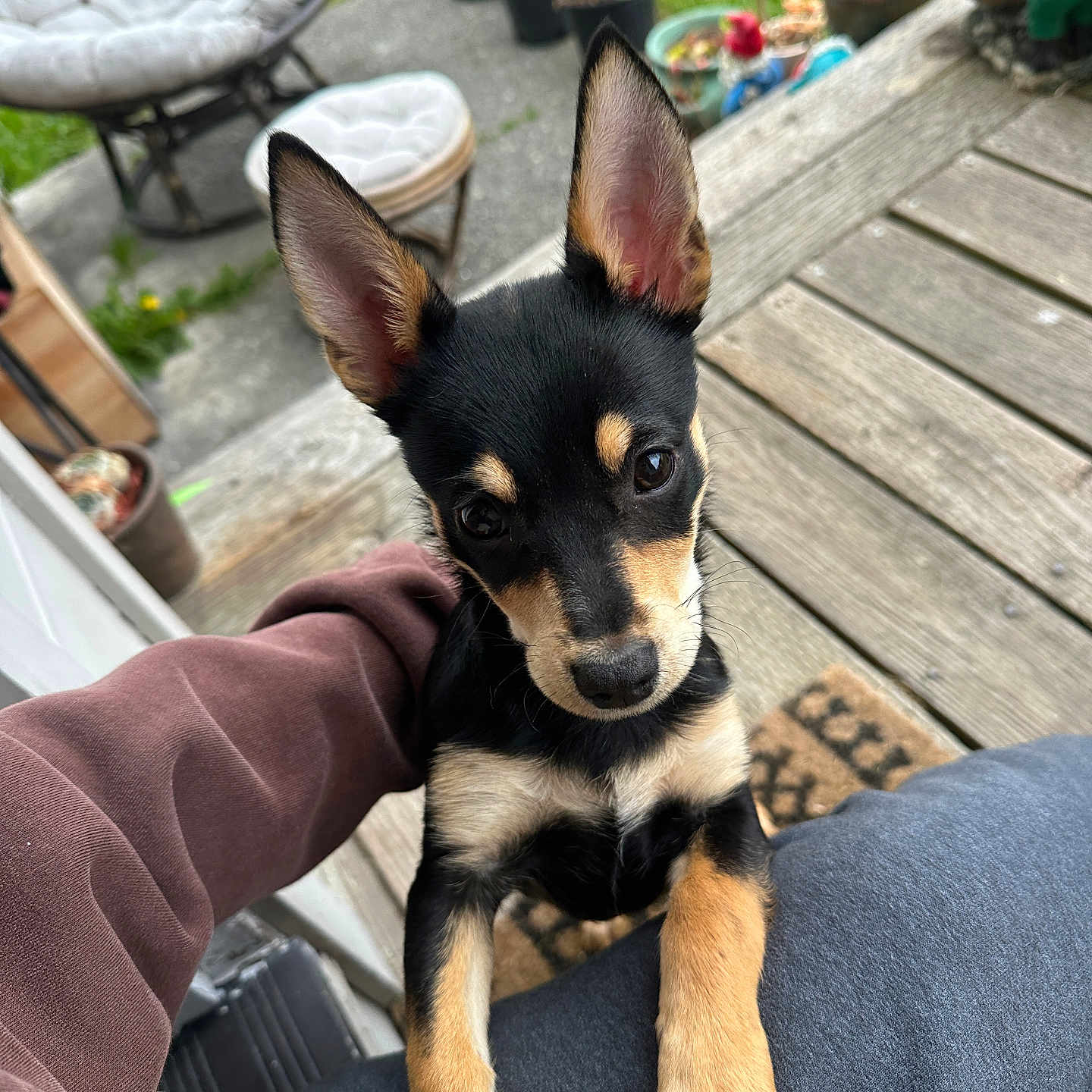 Willow joined the competition — help win amazing prizes! black_and_tan, chair, closeup, curious, cushion, cute, dog, ears, grass, lap, looking, outdoor, person, pet, plants, porch, potted_plants, puppy, wooden_floor, young_dog