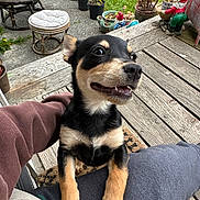Willow is registered to the contest to win money with this photo: animal, black_and_tan, casual_clothing, curious, cushioned_chair, daylight, dog, garden_gnome, grass, happy, lap, nature, outdoor, person, pet, porch, potted_plants, puppy, smiling, wooden_floor