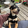 animal, black_and_tan, casual_clothing, curious, cushioned_chair, daylight, dog, garden_gnome, grass, happy, lap, nature, outdoor, person, pet, porch, potted_plants, puppy, smiling, wooden_floor
