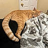 Carrot is registered to the contest to win money with this photo: cat, orange_tabby, sleeping, couch, blanket, indoor, door, wall, tail, furniture, cozy, resting, pet, fur, domestic_animal, home, relaxation, animal, comfort, soft