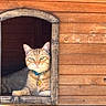 Carrot joined the competition — help win amazing prizes! cat, tabby, collar, bell, wooden_house, window, pet, feline, animal, relaxed, indoor, light, portrait, resting, cute, fur, ears, whiskers, looking, cozy