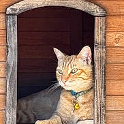 Carrot joined the competition — help win amazing prizes! cat, orange_tabby, collar, bell, wooden_house, window, pet, feline, relaxed, sunlight, animal, domestic_cat, resting, portrait, indoor, closeup, cute, whiskers, ears, fur
