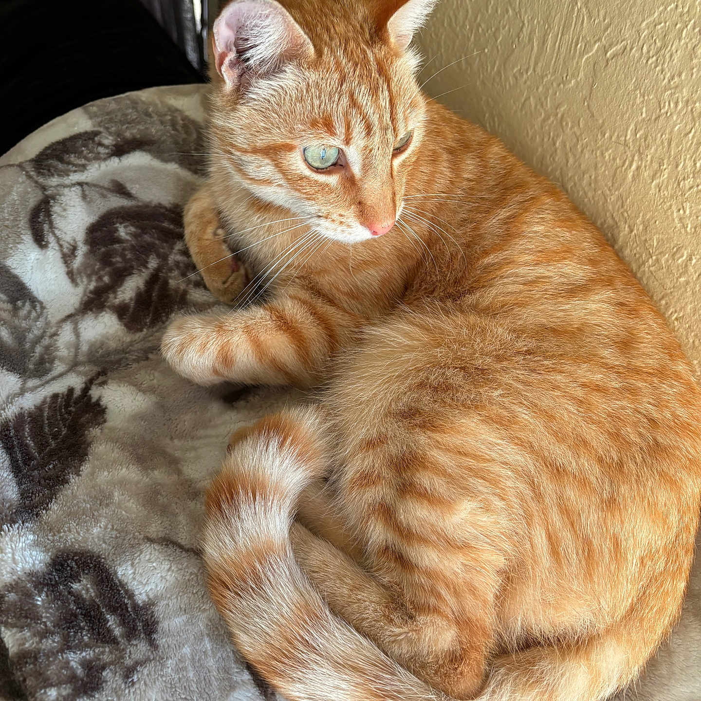 Carrot joined the competition — help win amazing prizes! abyssinian, animal, blanket, cat, chair, couch, furniture, hardwood, homedecor, kitten, linen, manx, person, pet, plywood, siamese, sleeping, wood