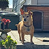 dog, small_dog, outdoor, sunlight, wooden_deck, doghouse, plant, succulent, frog_planter, trash_bin, ear_up, pet, animal, daylight, shadow, green_plant, house, portrait, standing, brown_dog