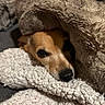 dog, blanket, cozy, snug, sleepy, fur, texture, pet, resting, indoors, closeup, brown, cute, comfort, warm, relaxed, animal, soft, hidden, face