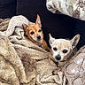 dog, pet, chihuahua, blanket, cushion, cozy, snuggle, fur, indoor, resting, cute, small_dog, companion, relaxation, soft_texture, warm, comfortable, animal, portrait, home