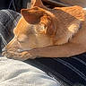 dog, sleeping, brown_dog, sunlight, cozy, resting, pet, indoors, fur, animal, relaxation, closeup, peaceful, nap, warm_light, household, quiet, calm, companion, cute