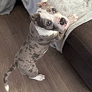 Amara is registered to the contest to win money with this photo: animal, blanket, blue_eyes, brown, couch, cozy, curious, dog, fur, home, indoor, looking_up, paws, pet, puppy, spotted, standing, white, wooden_floor, young_dog