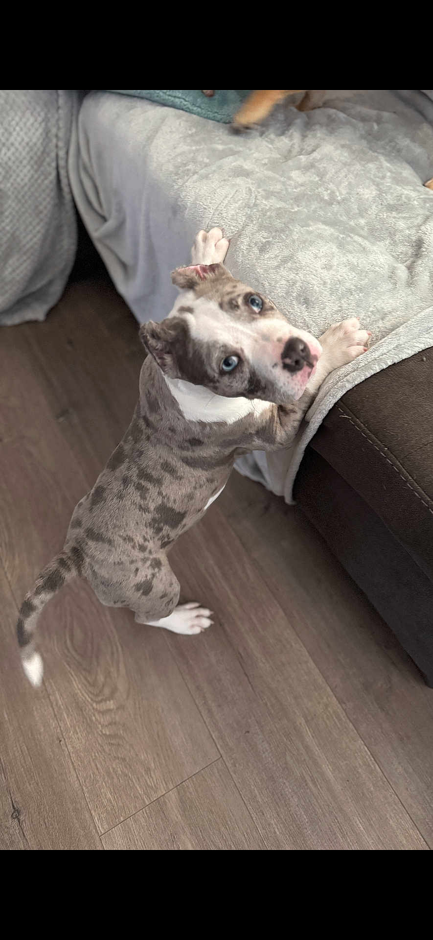 Amara