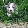 Amara is registered to the contest to win money with this photo: animal, canine, curious, cute, dog, ears, face, fence, grass, gray, greenery, leaves, nature, outdoor, pet, playful, puppy, snout, white, young