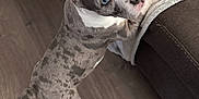Amara is registered to the contest to win money with this photo: animal, blanket, blue_eyes, canine, couch, curious, dog, domestic_animal, fur, home, indoor, looking_up, paw, pet, playful, puppy, spotted, tail, wooden_floor, young_dog