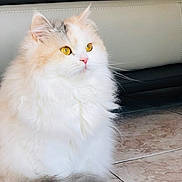 Loulou joined the competition — help win amazing prizes! animal, calm, cat, close_up, couch, cute, domestic_animal, feline, floor, fluffy, fur, golden_eyes, indoor, leather, mammal, pet, portrait, sitting, tile, whiskers