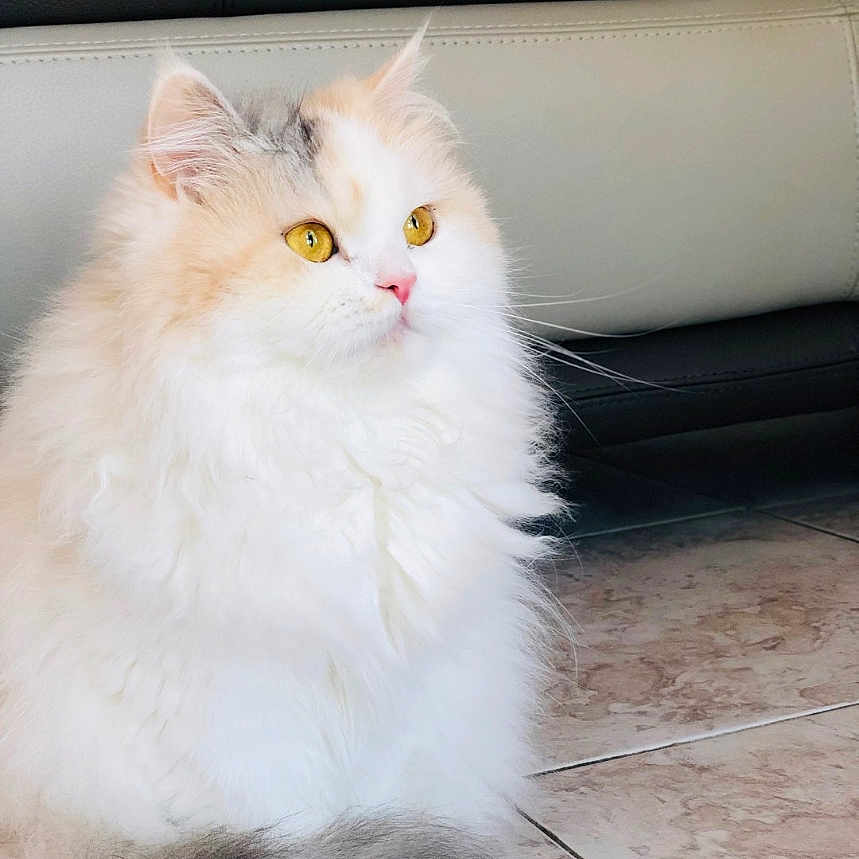 Loulou a rejoint le concours — aidez-le/la à gagner de superbes lots ! animal, calm, cat, close_up, couch, cute, domestic_animal, feline, floor, fluffy, fur, golden_eyes, indoor, leather, mammal, pet, portrait, sitting, tile, whiskers