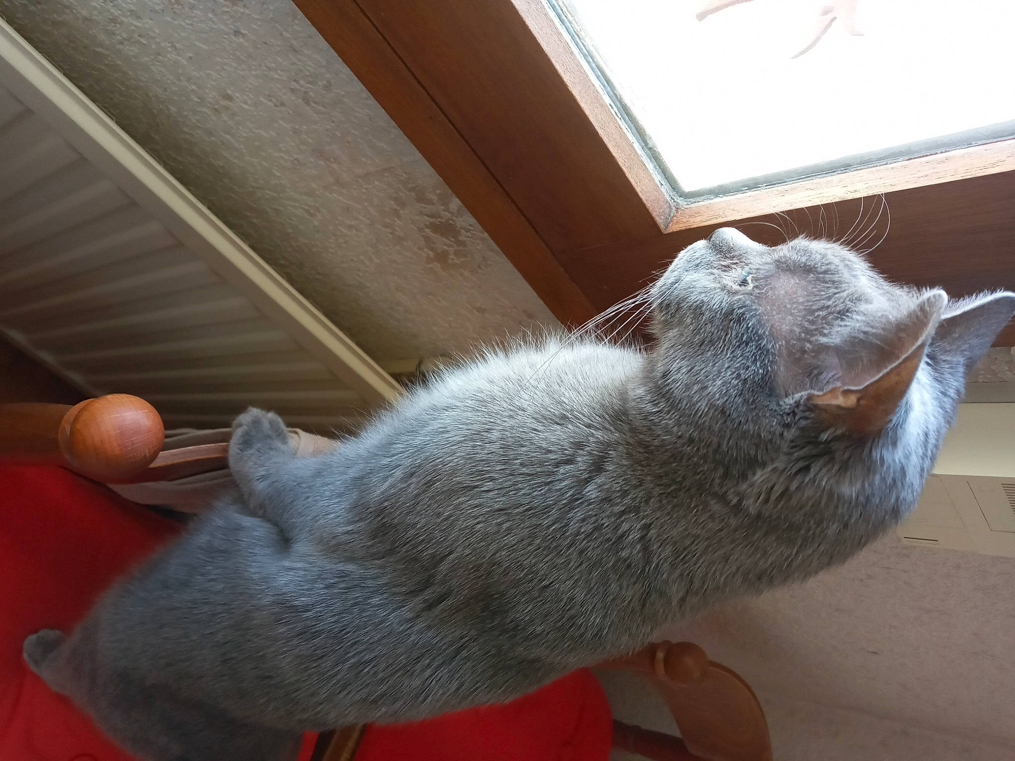 Kway a rejoint le concours — aidez-le/la à gagner de superbes lots ! carnivore, cat, claw, comfort, degu, domestic_short_haired_cat, fawn, felidae, flooring, fur, nap, paw, small_to_medium_sized_cats, snout, tail, whiskers, window, wood, wool