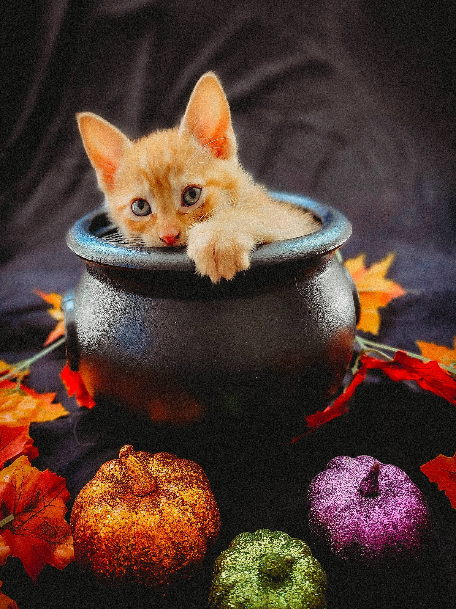 Hopper joined the competition — help win amazing prizes! apple, bowl, calabaza, carnivore, cat, citrus, common_persimmon, cup, felidae, food, fruit, ingredient, natural_foods, orange, pumpkin, serveware, small_to_medium_sized_cats, tableware, vegetable, whiskers