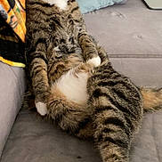 Ollie joined the competition — help win amazing prizes! cat, tabby, pet, animal, feline, couch, indoor, relaxed, sitting, striped, white_paws, pillow, blanket, fur, whiskers, ears, eyes, tail, home, cozy