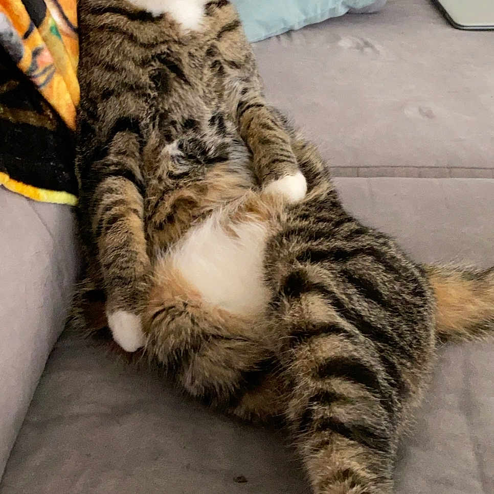 Ollie