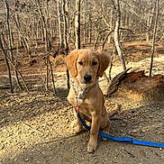 Clementine is registered to the contest to win money with this photo: dog, puppy, golden_retriever, leash, chain_collar, forest, trees, bare_trees, outdoor, nature, dirt_path, rocky_ground, sunlight, animal, pet, young_dog, canine, sitting, curious, daytime