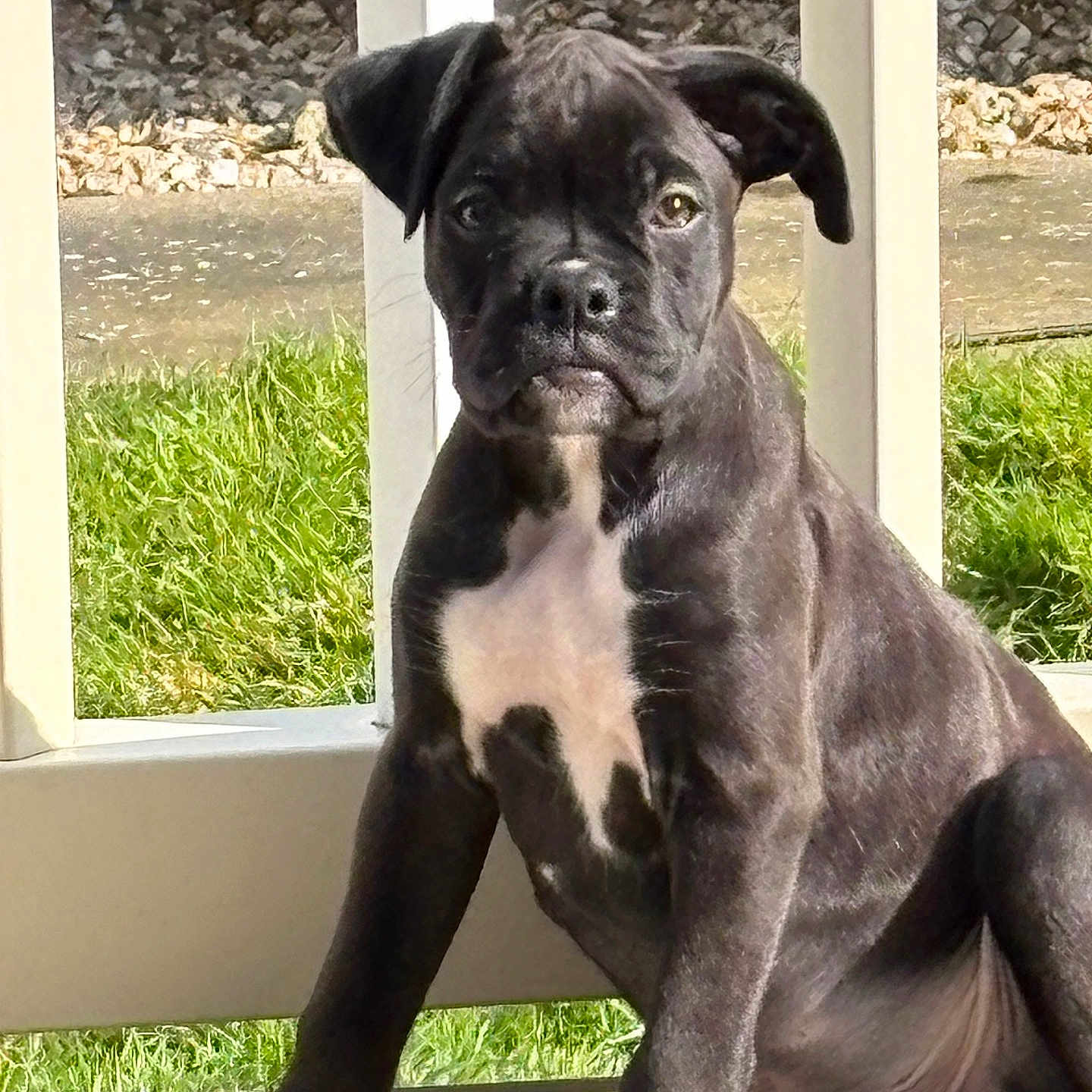 Loki is registered to the contest to win money with this photo: animal, bostonbull, boxer, bulldog, canine, dog, frenchbulldog, labradorretriever, pet, pitbull, pug, puppy, snout