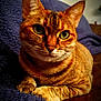 Quinn is registered to the contest to win money with this photo: cat, tabby, green_eyes, close_up, pet, feline, animal, indoor, resting, fur, whiskers, ears, paws, blanket, leather, cozy, portrait, cute, domestic_cat, relaxed