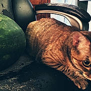 Quinn is registered to the contest to win money with this photo: cat, tabby_cat, watermelon, chair, indoor, feline, fruit, black_chair, closeup, pet, animal, curious, orange_brown_fur, striped, relaxed, domestic_cat, wooden_floor, window_light, still_life, cozy