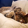 Quinn is registered to the contest to win money with this photo: cat, tabby, sleeping, pillow, cozy, fur, pet, indoor, resting, cute, animal, whiskers, ears, relaxed, soft, closeup, feline, domestic, cushion, nap