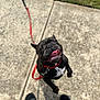 Kashmir is registered to the contest to win money with this photo: animal, black_dog, canine, closeup, collar, concrete, daylight, dog, grass, happy, jumping, leash, outdoor, person_feet, pet, playful, sandals, shadow, sidewalk, tongue_out