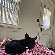 Kashmir joined the competition — help win amazing prizes! animal, black_dog, blanket, blinds, collar, cozy, cute, dog, door, floor, french_bulldog, furniture, heart_pattern, indoor, looking, pet, relaxing, resting, side_eye, window