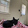 animal, black_dog, blanket, blinds, collar, cozy, cute, dog, door, floor, french_bulldog, furniture, heart_pattern, indoor, looking, pet, relaxing, resting, side_eye, window