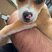 Chico is registered to the contest to win money with this photo: puppy, dog, close_up, pet, indoor, human_arm, fur, cute, animal, brown, white, nose, ears, eye_contact, companion, resting, young, portrait, domestic, friendly